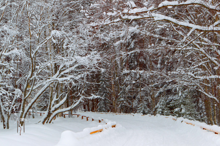 城市公园里的冬天。雪堆