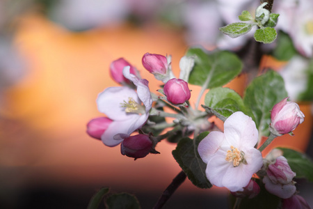春天的花朵苹果
