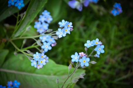 勿忘我蓝色的花朵