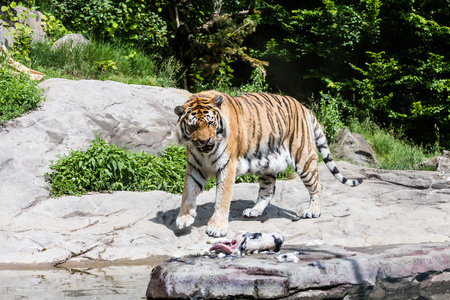 在瑞士动物园里的老虎视图图片