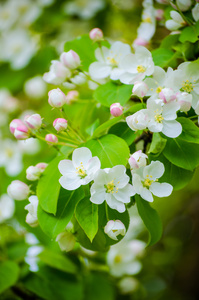 盛开的白花苹果树