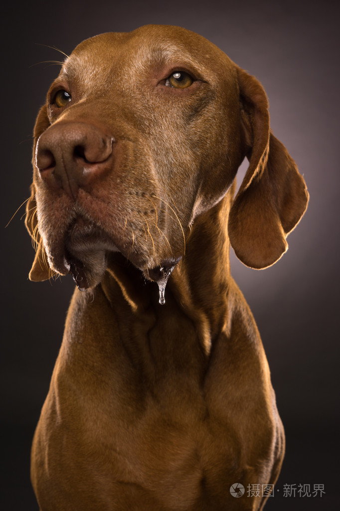流口水匈牙利冲凉特写肖像