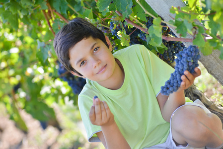 青少年在葡萄园品尝红葡萄