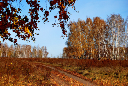 俄罗斯鄂木斯克地区西伯利亚森林秋季