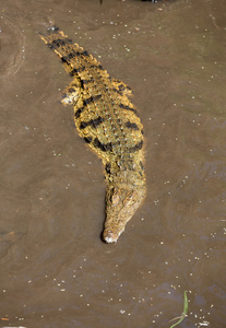 危险的鳄鱼，在加那利群岛富埃特文图拉绿洲公园