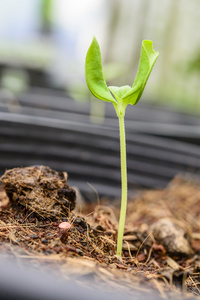 甜瓜种植播种