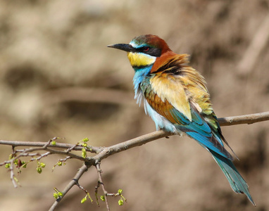 欧洲食蜂鸟，merops apiaster