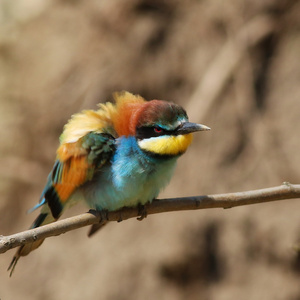 欧洲食蜂鸟，merops apiaster