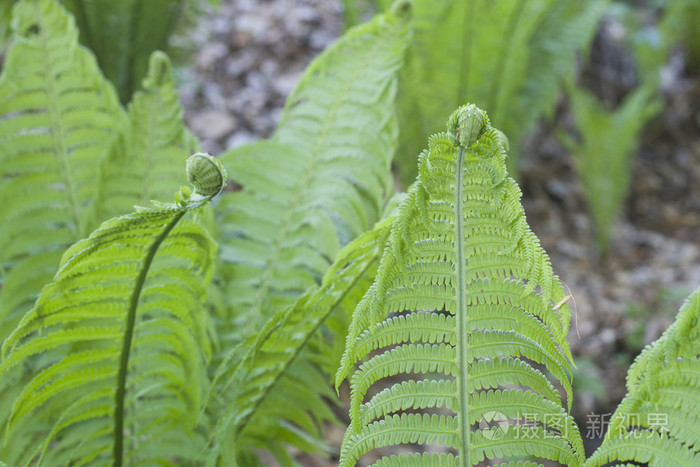 森林里的鸵鸟蕨类植物 拉丁语名称 Matteuccia Struth0opteris照片 正版商用图片1nr8mh 摄图新视界