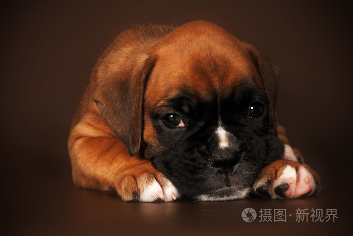 伤心的小狗拳击手把头上的爪子