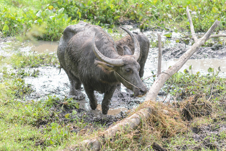 泰国水牛在泥潭图片