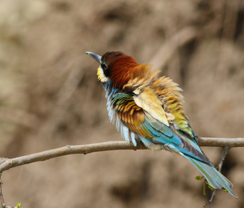 欧洲食蜂鸟，merops apiaster