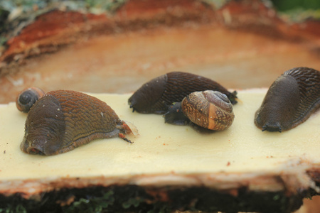 蜗牛在木头上
