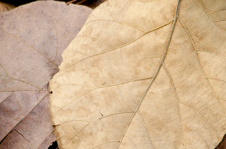 地上的棕色叶子有疾病
