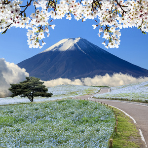 影像学山 树和 Nemophila 在日立海滨公园