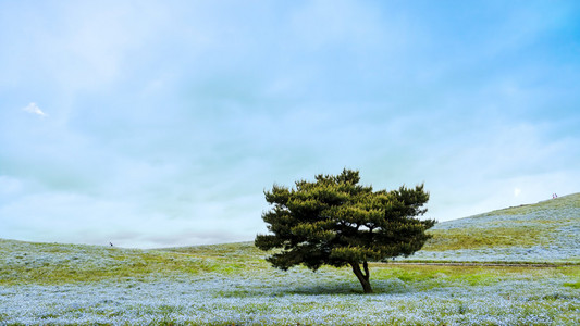 影像学山 树和 Nemophila 在日立海滨公园