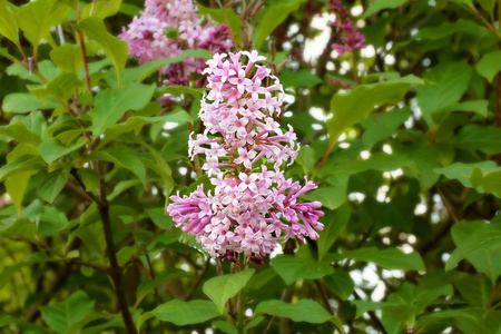 紫丁香废弃花园春夏季