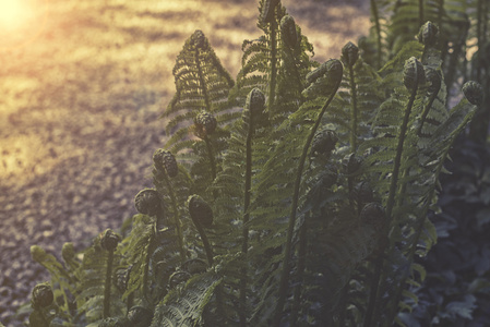 森林里的鸵鸟蕨类植物 拉丁语名称 Matteuccia Struth0opteris照片 正版商用图片1nr8mh 摄图新视界