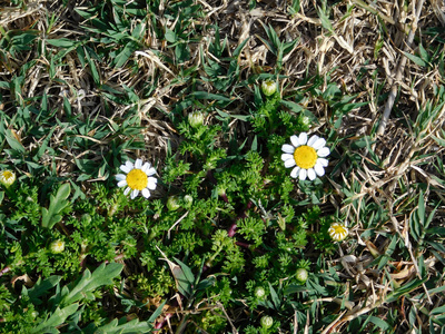 室外花园里的花