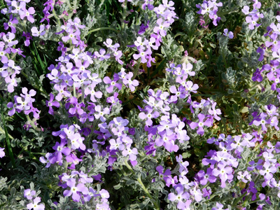 室外花园里的花