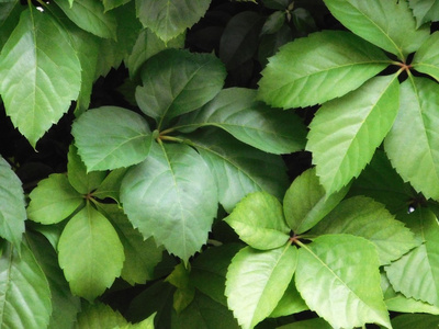 室外植物在花园里