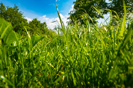 梦幻般的绿色草地下的蓝天与云