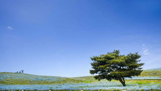影像学山 树和 Nemophila 在日立海滨公园