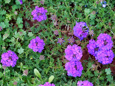 室外花园里的花