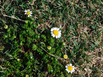 室外花园里的花