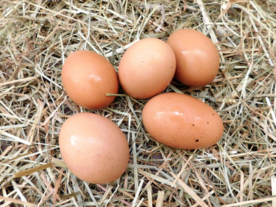 鸡蛋在花园里吃