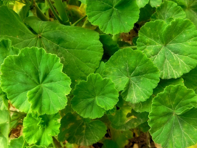 室外植物在花园里