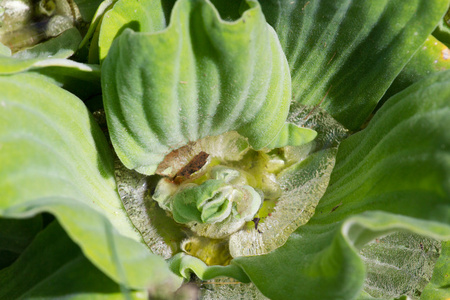 烂白菜叶子叶子的水莴苣.尼罗河白菜厂照片