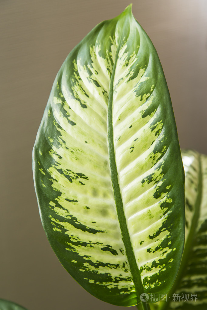 花叶万年青seguine叶jpg