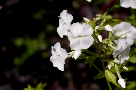 白色 phloxes。栽培花