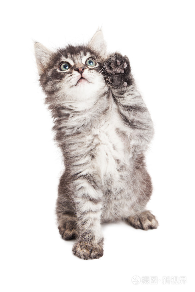 可爱的小猫,高五爪