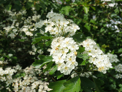 果树春季开花