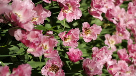 eliad花蝴蝶兰花盛开的春天饰大自然的美兰花花盛开在春天饰大自然的