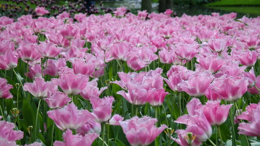 郁金香花园五颜六色的花朵