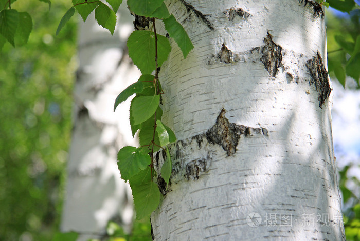 在自然的白桦树干