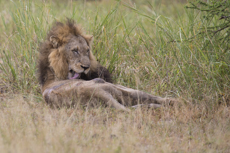 男头猫受伤的老狮子男躺在草地上和自己舔伤口照片