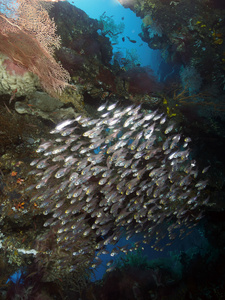 珊瑚鱼 Tripletail 濑