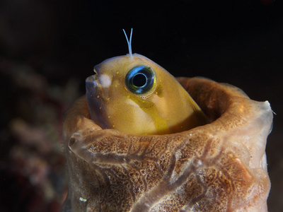 迈达斯珊瑚鱼 tripletail 濑照片