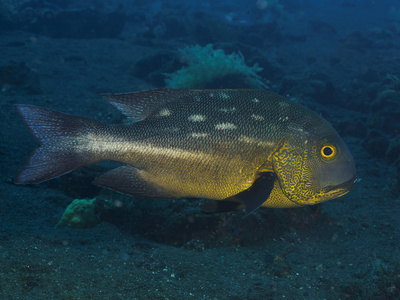 午夜鲷鱼珊瑚鱼 tripletail 濑照片