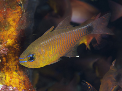 珊瑚鱼 Tripletail 濑