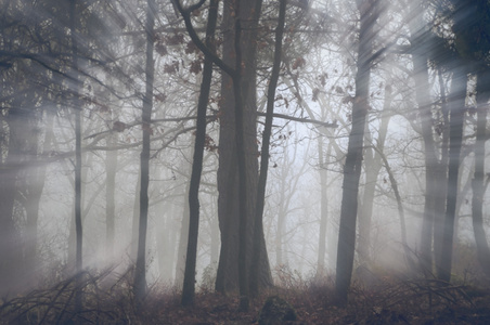 阳光穿过树林在雾中