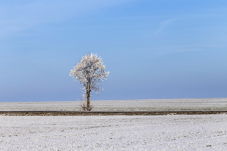 在雪白色冰树覆盖景观