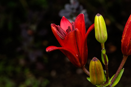 装饰百合。栽培花