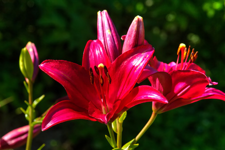 装饰百合。栽培花