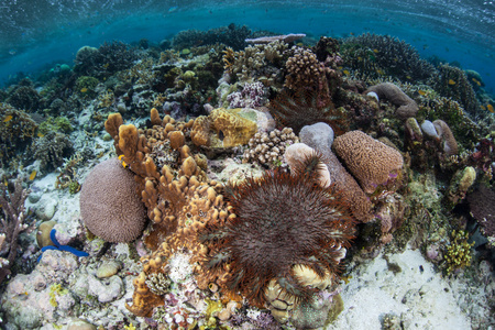 在所罗门群岛礁上的刺海星之冠