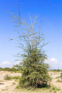 纳曼加  坦桑尼亚和肯尼亚之间的边界附近的树木
